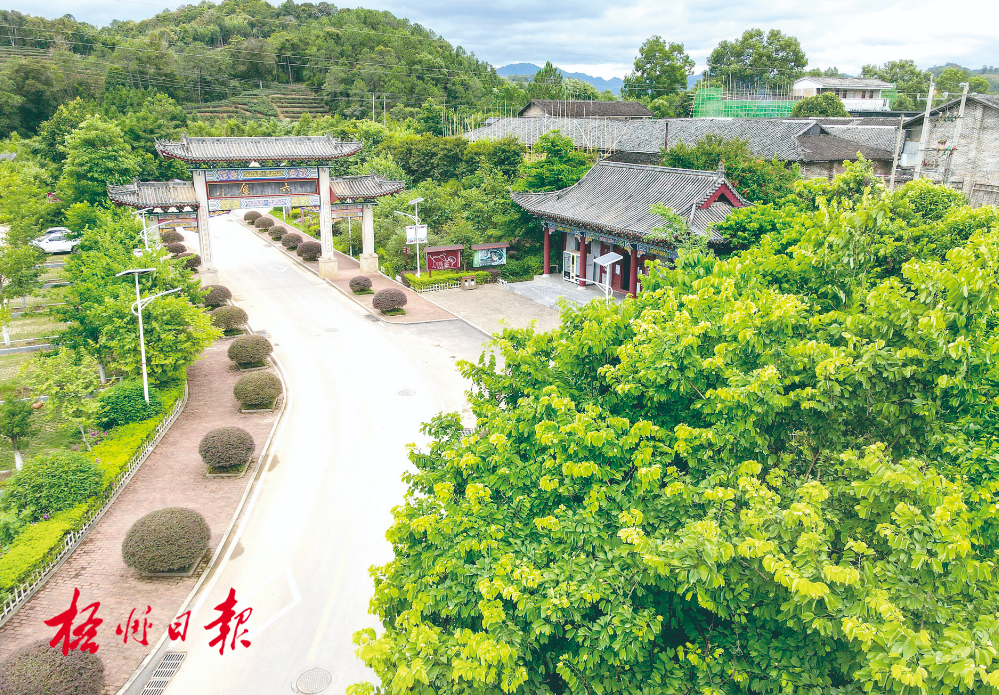 梧州全市生態(tài)茶園面積達33.34萬畝！